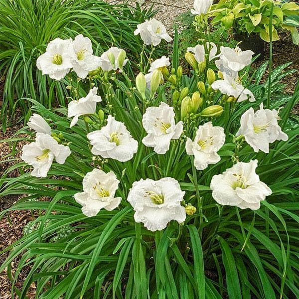 White Hemerocallis Flower Seeds for Planting – Heirloom, Non-GMO, Wildflower Mix, High Germination