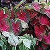 Caladium Bicolor Mixed Flower Seeds for Planting – Heirloom, Non-GMO, High Germination Organic Garden Seeds