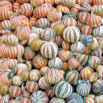 Fruit Seeds,Garden seeds, Seeds For Planting,Plant Seeds