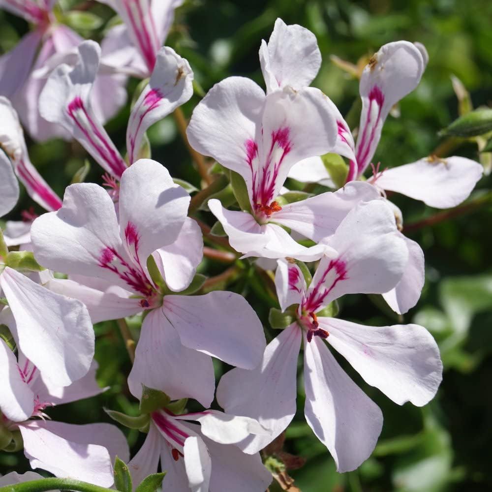 Flower Seeds, Seeds,Seeds For Planting,Plant Seeds