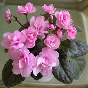 Flower Seeds, Seeds,Seeds For Planting,Plant Seeds