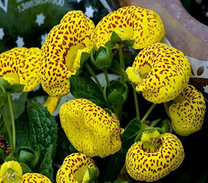 Yellow Calceolaria Crenatiflora Flower Seeds for Planting – Heirloom, Non-GMO, High Germination