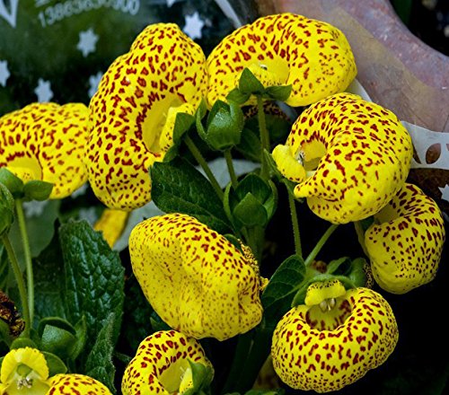 Yellow Red Calceolaria Flower Seeds for Planting | Heirloom Non-GMO Organic Garden Seeds, Colorful Display, High Germination