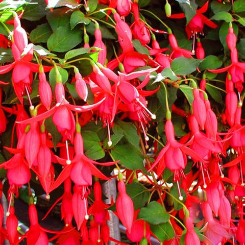 Flower Seeds, Seeds,Seeds For Planting,Plant Seeds