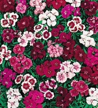 Flower Seeds, Seeds,Seeds For Planting,Plant Seeds