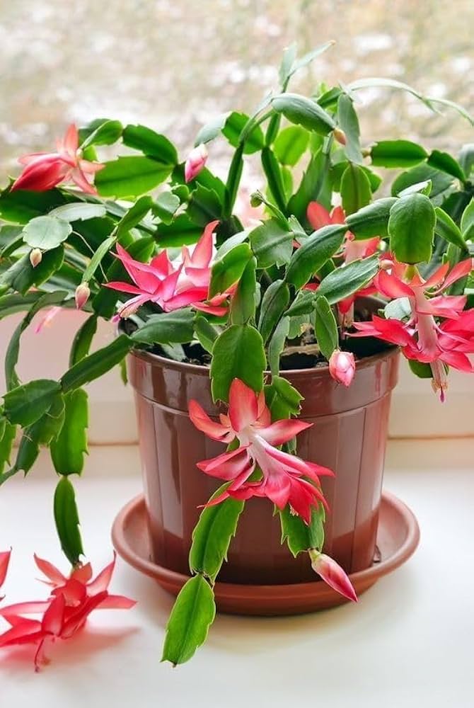 Red Schlumbergera Flower Seeds for Planting – Heirloom, Non-GMO, High Germination Organic Garden Seeds