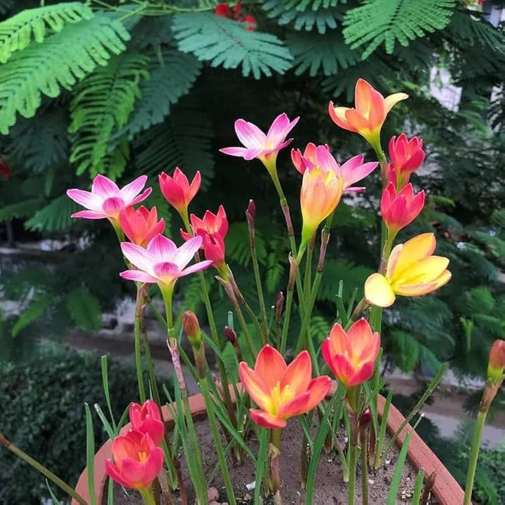 Mixed Rain Lily Flower Seeds for Planting – Heirloom, Non-GMO, High Germination Organic Garden Seeds