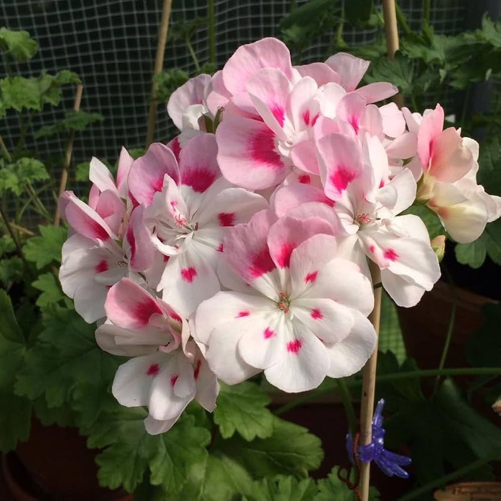 Light Pink White Geranium Flower Seeds for Planting - Easy to Grow, Heirloom & GMO Free Seeds for Home Garden