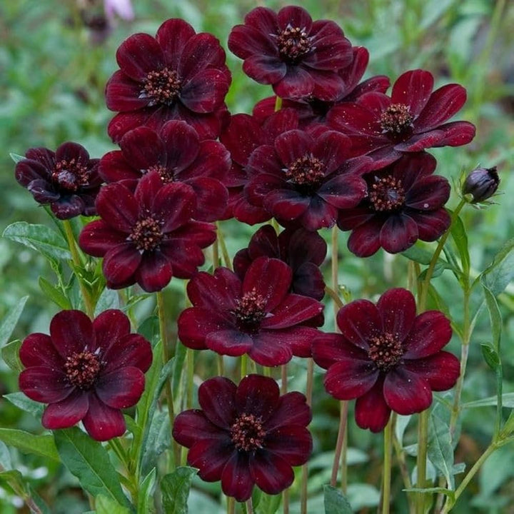 Chocolate Perennial Flower Seeds for Planting – Heirloom, Non-GMO, High Germination Organic Garden Seeds