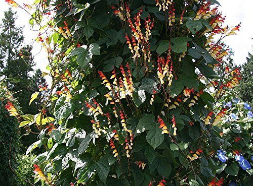 Mina Lobata Flower Seeds for Planting – Bright Blooms, Heirloom Non-GMO High Germination Organic Garden Seeds