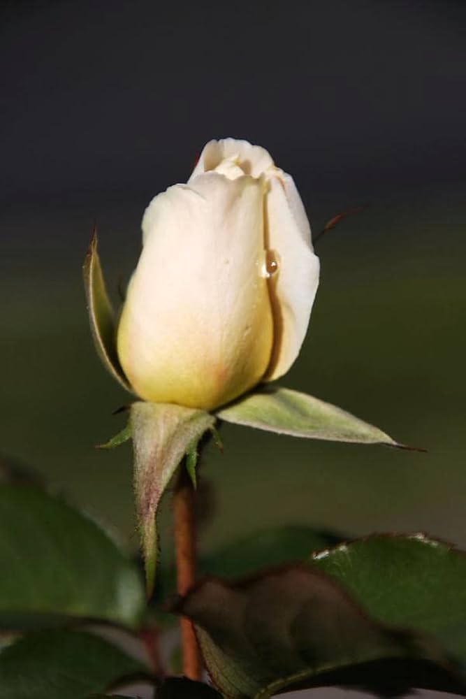 Flower Seeds, Seeds,Seeds For Planting,Plant Seeds