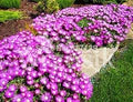 Purple Delosperma Cooperi Seeds – Heirloom, Non-GMO, Shade Tolerant