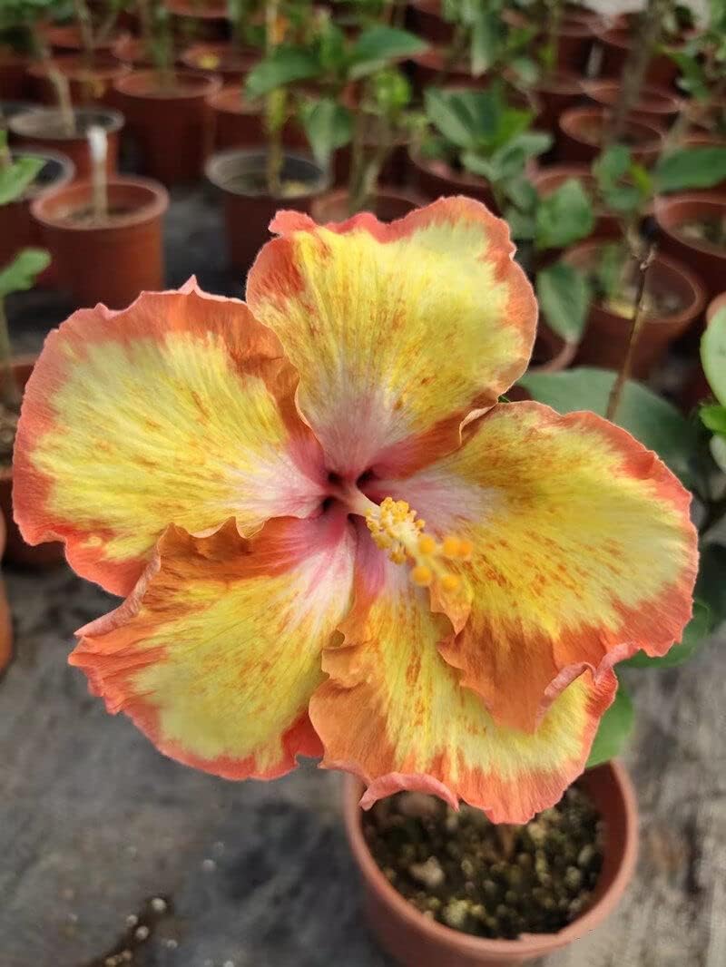 Flower Seeds, Seeds,Seeds For Planting,Plant Seeds