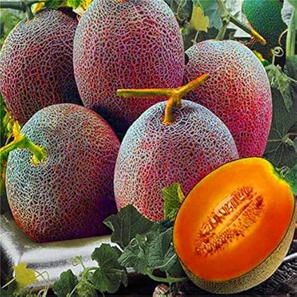 Red Cantaloupe Melon Fruit Seeds for Planting - Heirloom & Non-GMO Garden Seeds