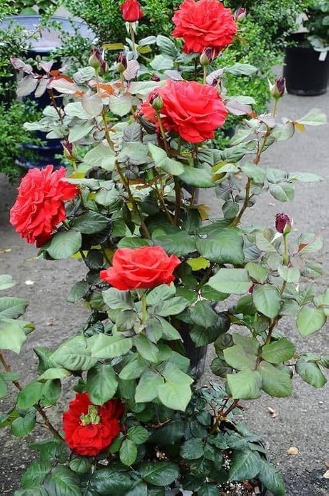 Dark Red Orange Rose Flower Seeds for Planting – Heirloom, Non-GMO, High Germination, Pollinator Friendly