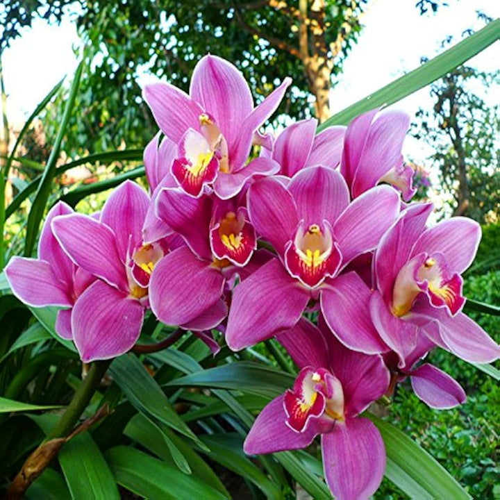 Nema Cymbidium Orchid Flower Seeds for Planting – Heirloom Non-GMO, High Germination Organic Garden Seeds
