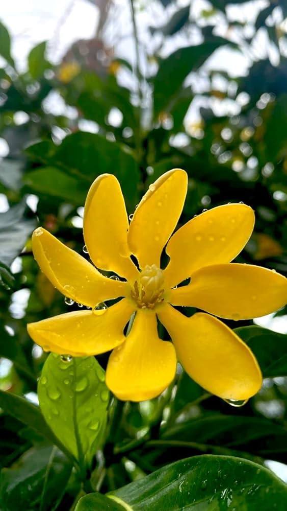 Yellow Gardenia Flower Seeds for Planting – Heirloom, Non-GMO, High Germination Organic Garden Seeds