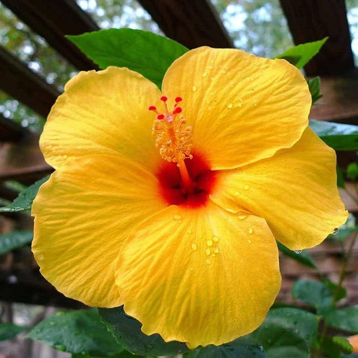 Yellow Hibiscus Flower Seeds – Heirloom & Non-GMO, Low Maintenance Home Garden Blooms