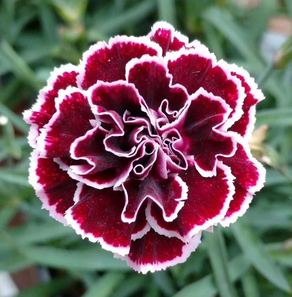 Maroon Mix Dianthus Caryophyllus Flower Seeds for Planting Heirloom Non-GMO High Germination Organic Garden Seeds
