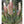 Aloe Ferox White Seeds – Hardy Heirloom, Non-GMO Seeds for Planting in Organic Home Garden