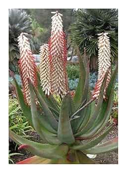 Aloe Ferox White Seeds – Hardy Heirloom, Non-GMO Seeds for Planting in Organic Home Garden