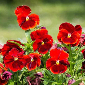 Flower Seeds, Seeds,Seeds For Planting,Plant Seeds