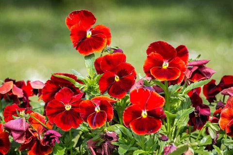 Flower Seeds, Seeds,Seeds For Planting,Plant Seeds
