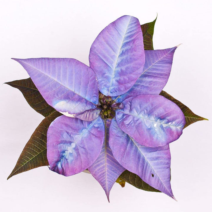 Flower Seeds, Seeds,Seeds For Planting,Plant Seeds