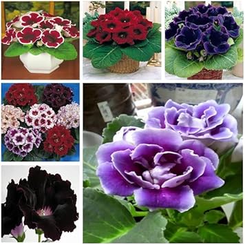 Flower Seeds, Seeds,Seeds For Planting,Plant Seeds