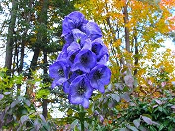 Flower Seeds, Seeds,Seeds For Planting,Plant Seeds