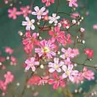 Light Pink Gypsophila Flower Seeds – Heirloom, Non-GMO, High Germination Organic Garden Seeds