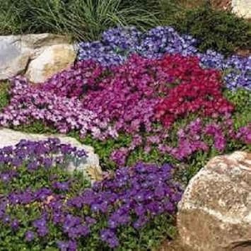 Flower Seeds, Seeds,Seeds For Planting,Plant Seeds