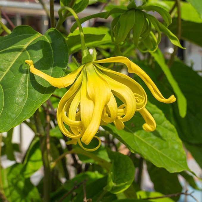 Flower Seeds, Seeds,Seeds For Planting,Plant Seeds