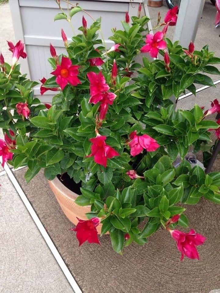 Red Pink Mandevilla Flower Seeds for Planting – Heirloom Non-GMO Seeds, High Germination