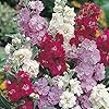 Matthiola Incana Flower Seeds – Heirloom, Non-GMO, High Germination Organic Garden Seeds for Planting Cottage Gardens