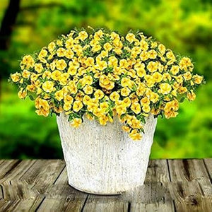 Flower Seeds, Seeds,Seeds For Planting,Plant Seeds