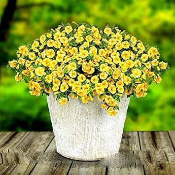 Flower Seeds, Seeds,Seeds For Planting,Plant Seeds