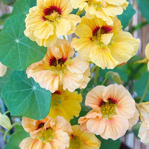 Flower Seeds, Seeds,Seeds For Planting,Plant Seeds