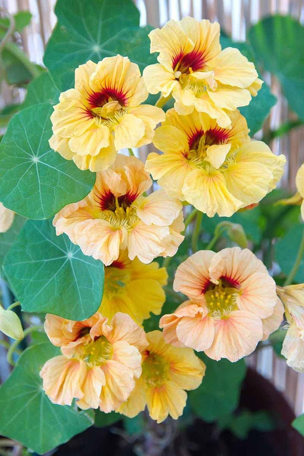 Flower Seeds, Seeds,Seeds For Planting,Plant Seeds
