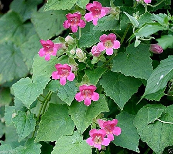 Pink Asarina Flower Seeds for Planting – Bright Blooms, Heirloom, Non-GMO, High Germination Organic Garden Seeds