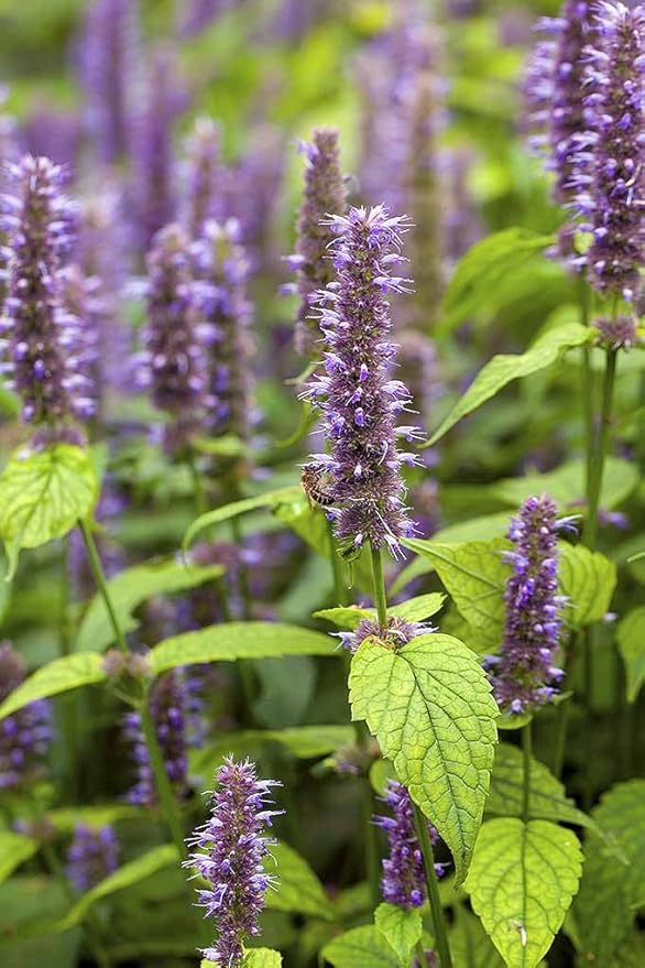 Hyssop Flower Seeds for Planting – Heirloom, Non-GMO, Long Bloom, High Germination Organic Garden Seeds