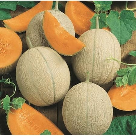 Ambrosia Cantaloupe fruit seeds for planting - Heirloom & Non-GMO Garden seeds, sweet muskmelons for backyard gardens