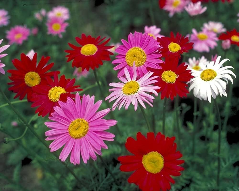 Mixed Pyrethrum Flower Seeds for Planting – Heirloom, Non-GMO Wildflower Mix, High Germination
