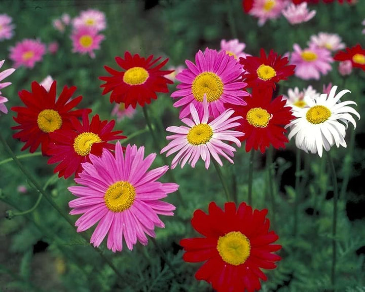 Mixed Pyrethrum Flower Seeds for Planting – Heirloom, Non-GMO Wildflower Mix, High Germination