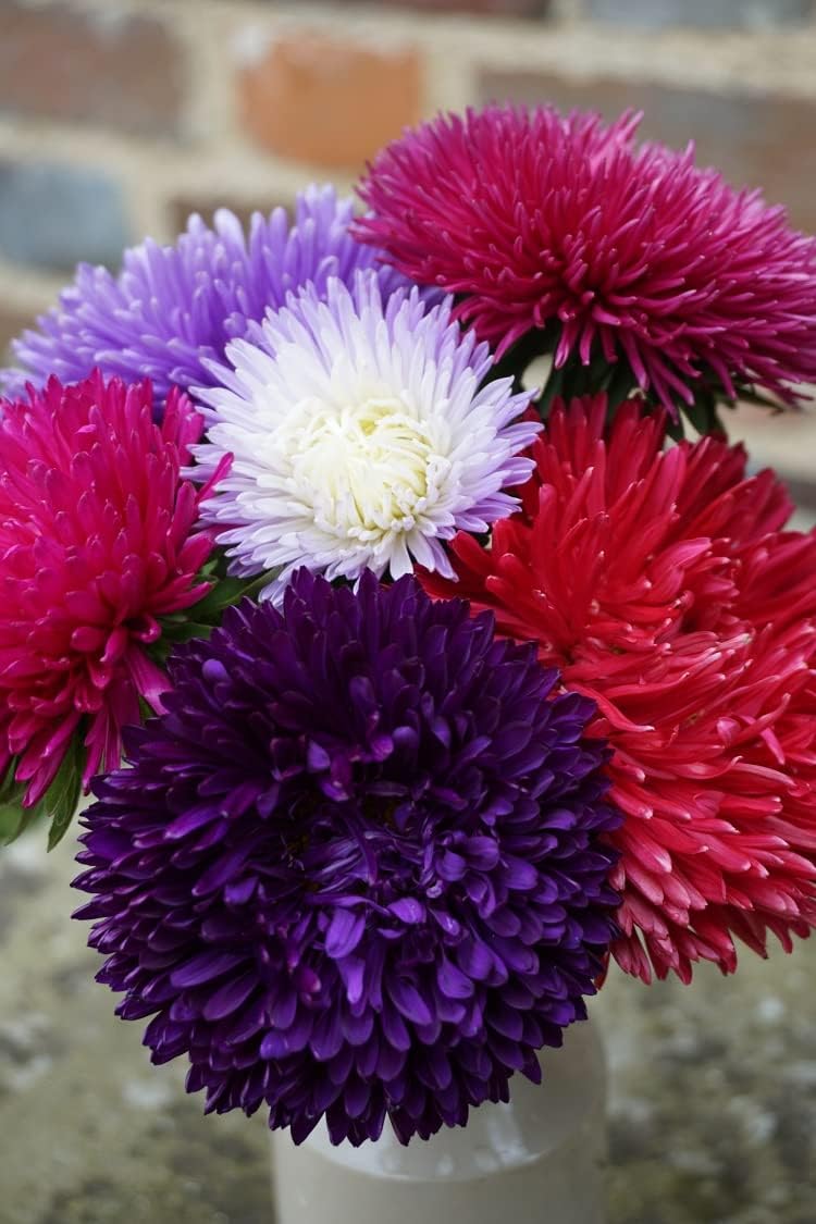 Flower Seeds, Seeds,Seeds For Planting,Plant Seeds