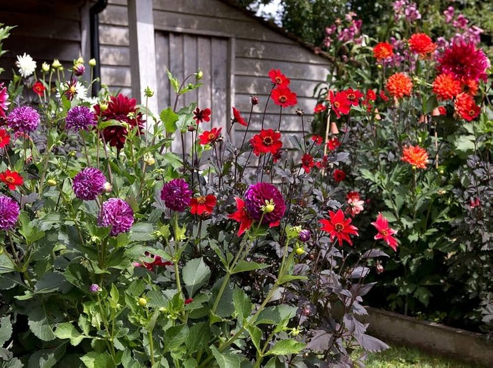 Dahlia Flower Seeds for Planting – Low Maintenance, Heirloom, Non-GMO, High Germination