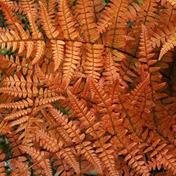 Flower Seeds, Seeds,Seeds For Planting,Plant Seeds