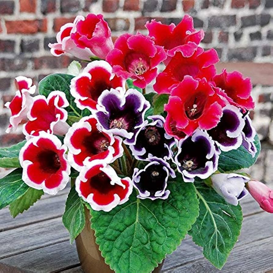Multi Gloxinia Flower Seeds for Planting – Heirloom, Non-GMO, High Germination Organic Garden Seeds