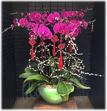 Flower Seeds, Seeds,Seeds For Planting,Plant Seeds