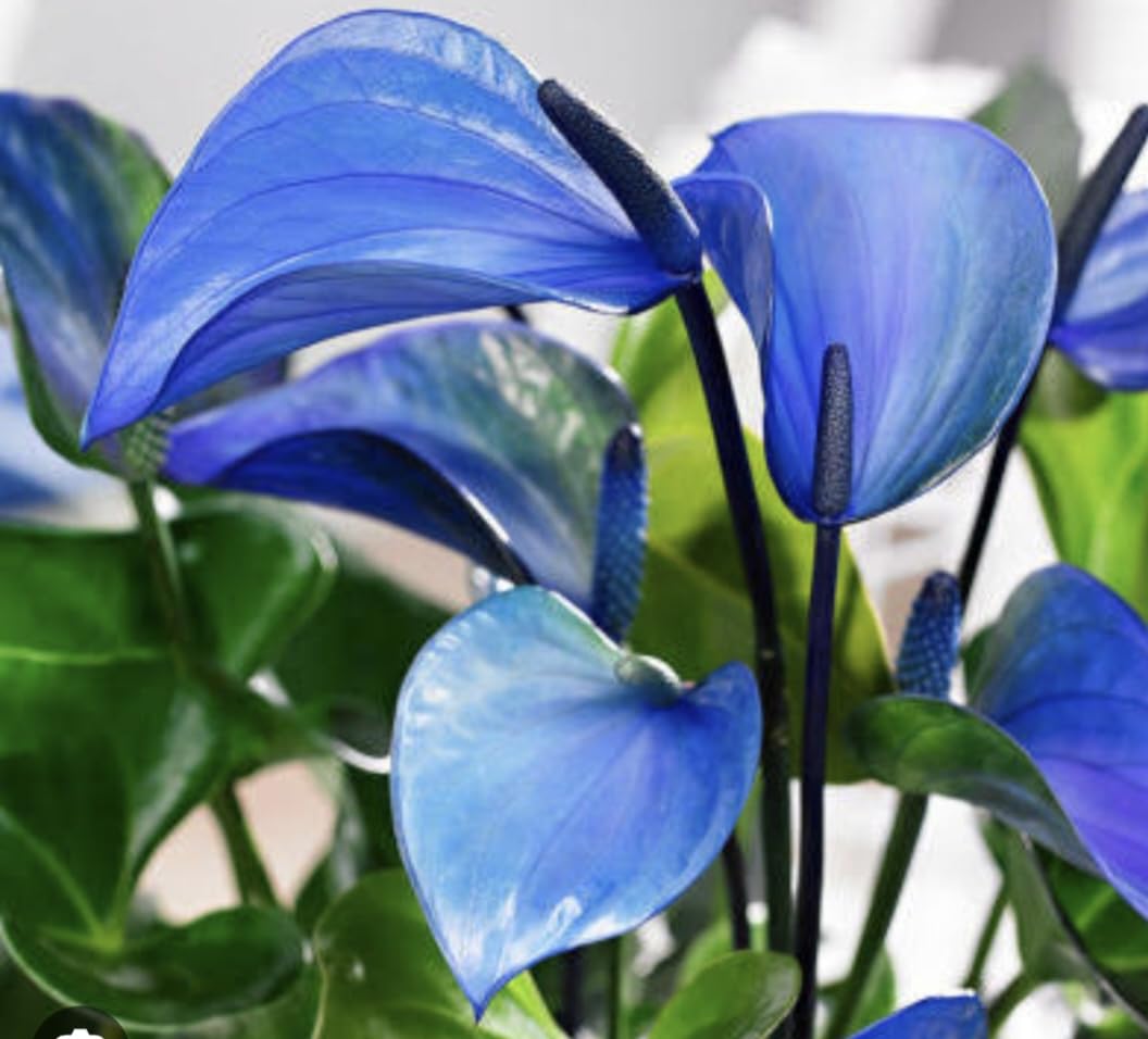 Blue Anthurium Perennial Flower Seeds for Planting – Heirloom, Non-GMO, High Germination Seeds